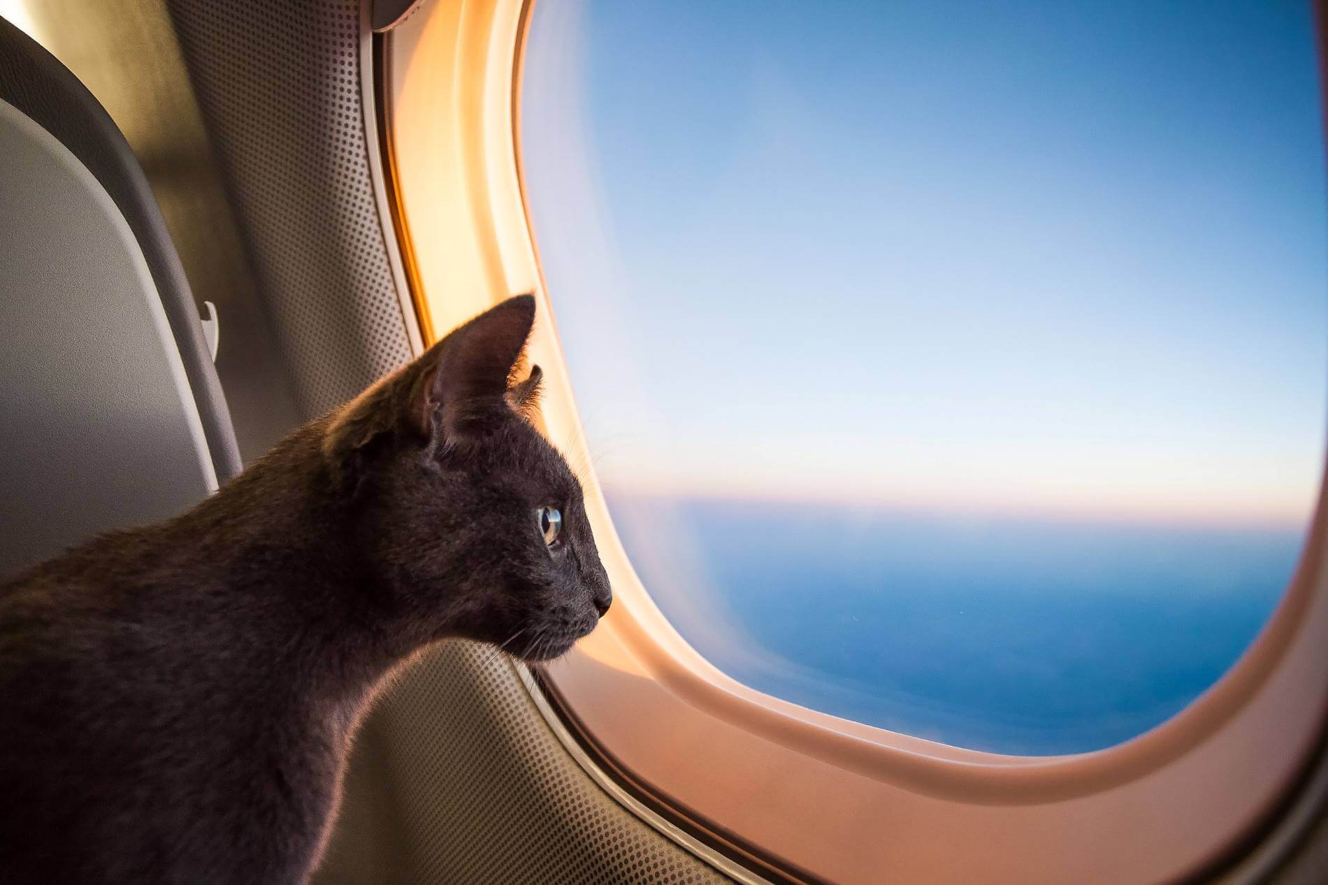 حیوان خانگی در هواپیما